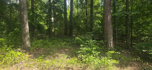 a view of a forest with trees