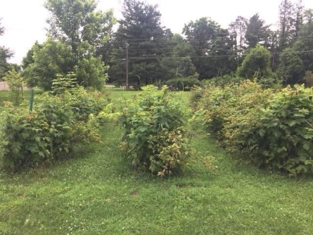 11059 Evergreen Berrien Springs, MI 49103 - Photo 1 of 4 3