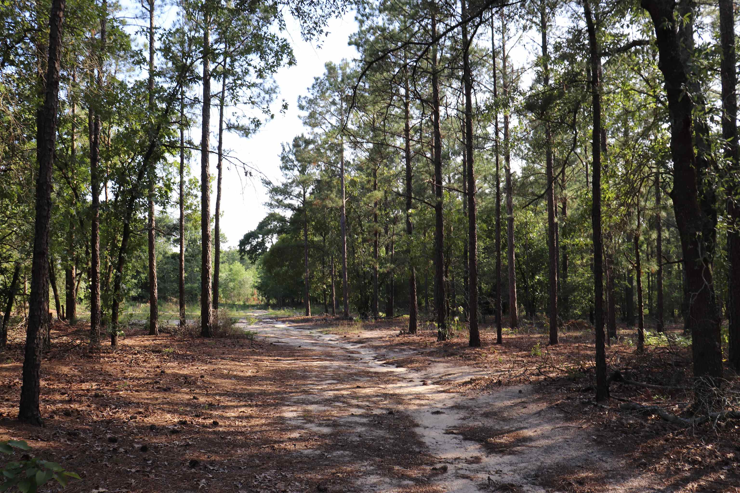 2631 Charlie Johnson Road Bethune, SC 29009 - Photo 9 of 29
