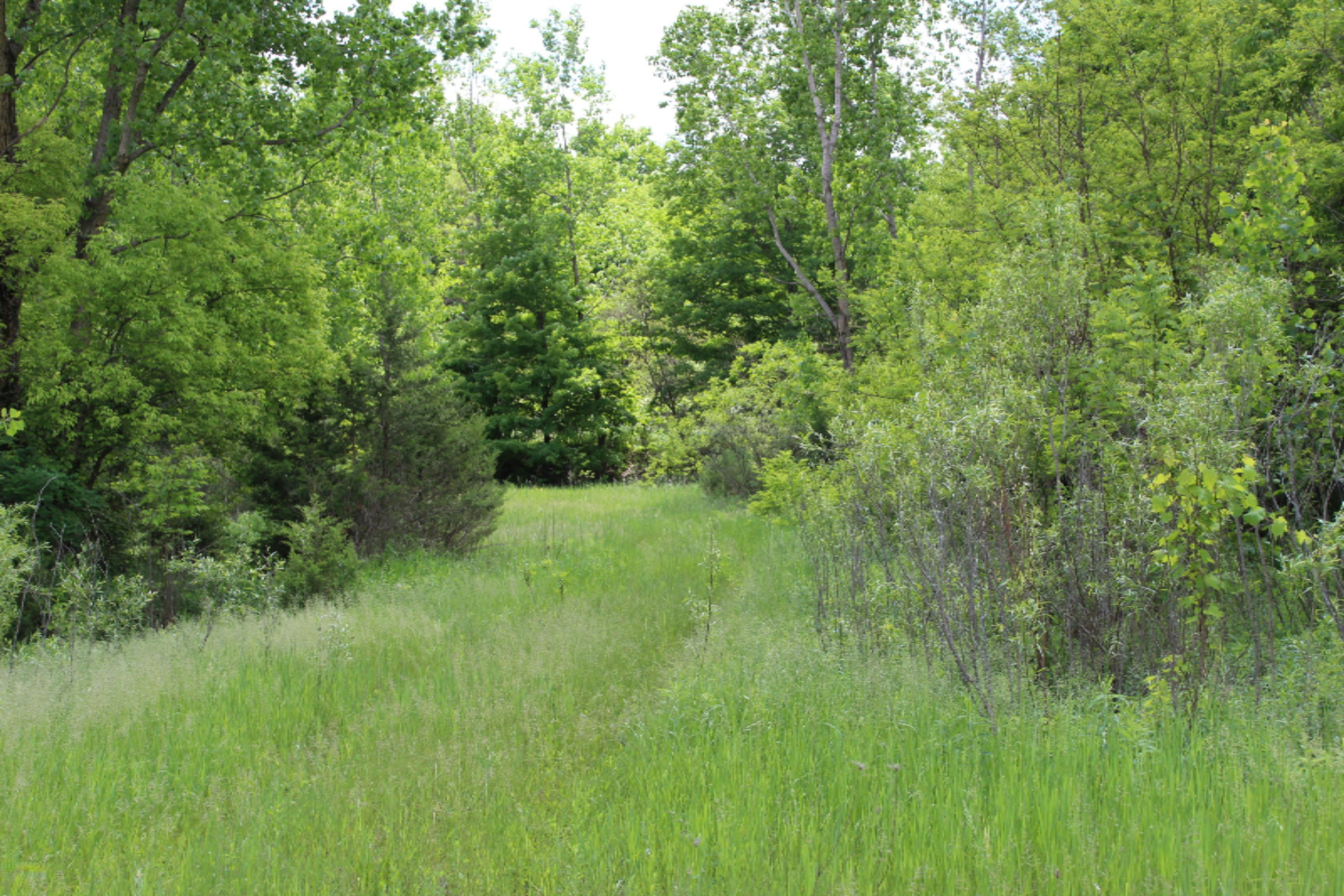 4851 Long Lake Road Reading, MI 49274 - Photo 3 of 28 IMG_0189