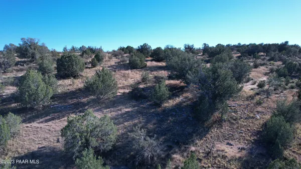 a view of a forest with a tree in the background