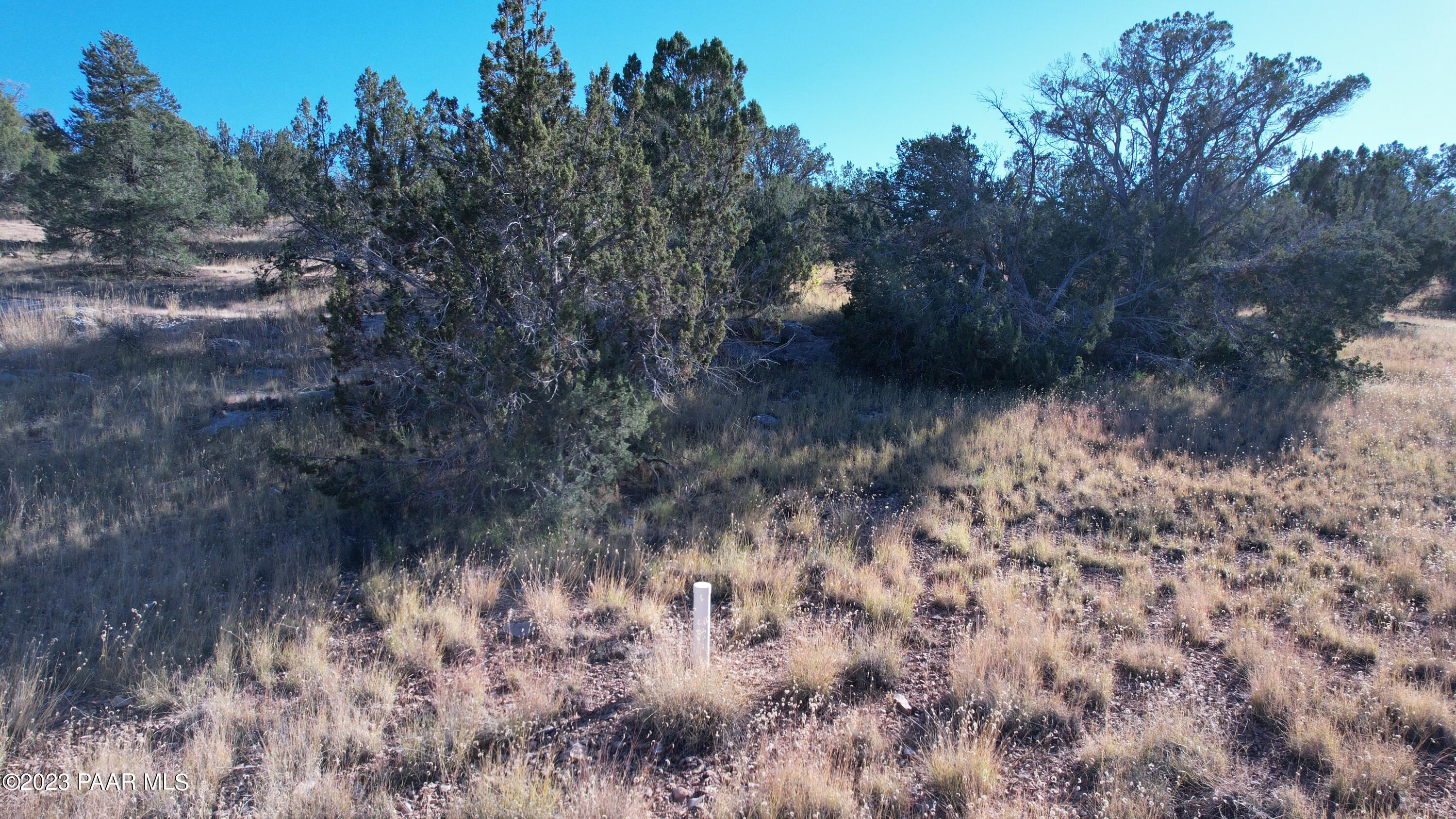 30863 West Basconia Road Seligman, AZ 86337 - Photo 3 of 9 a view of a forest with large trees
