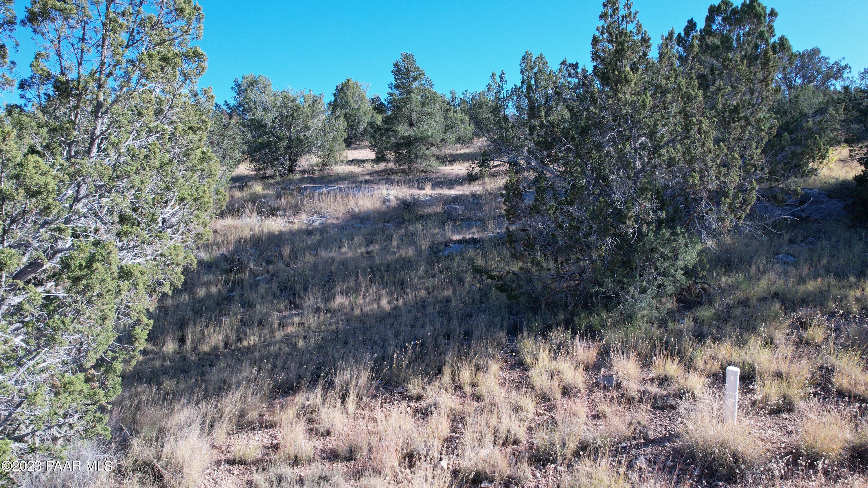 30863 West Basconia Road Seligman, AZ 86337 - Photo 5 of 9 a view of a yard with plants and a tree