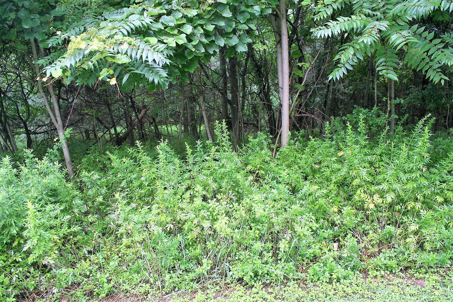 0 County Line Road Muncy, PA 17756 - Photo 1 of 2 woods