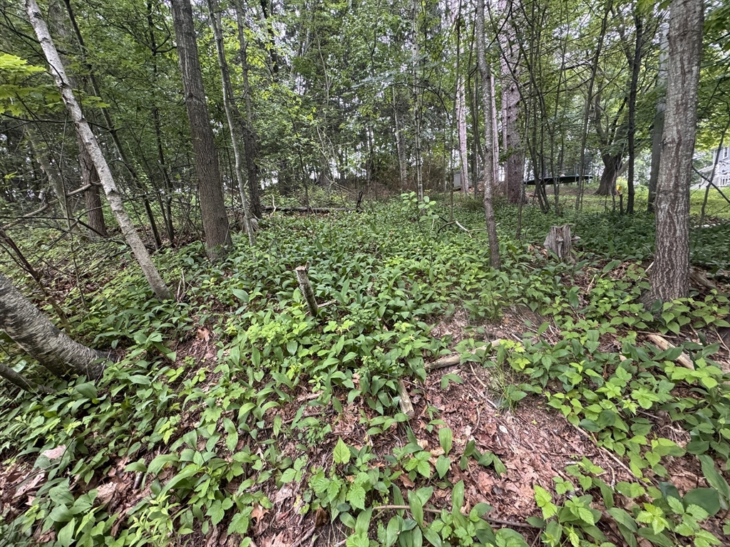 2 Selden Street Worcester, MA 01605 - Photo 3 of 5 a backyard of a house with lots of green space