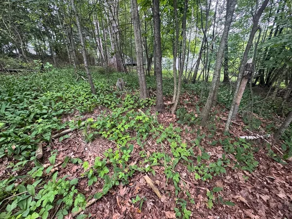 a view of a garden with plants