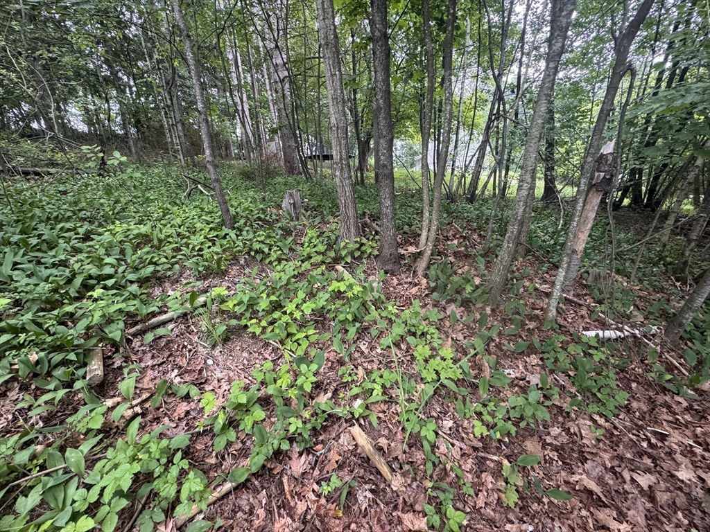 2 Selden Street Worcester, MA 01605 - Photo 4 of 5 a view of a garden with plants