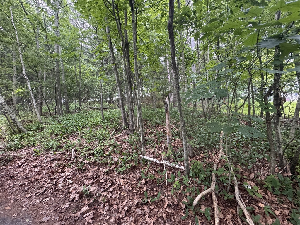 2 Selden Street Worcester, MA 01605 - Photo 5 of 5 a view of forest