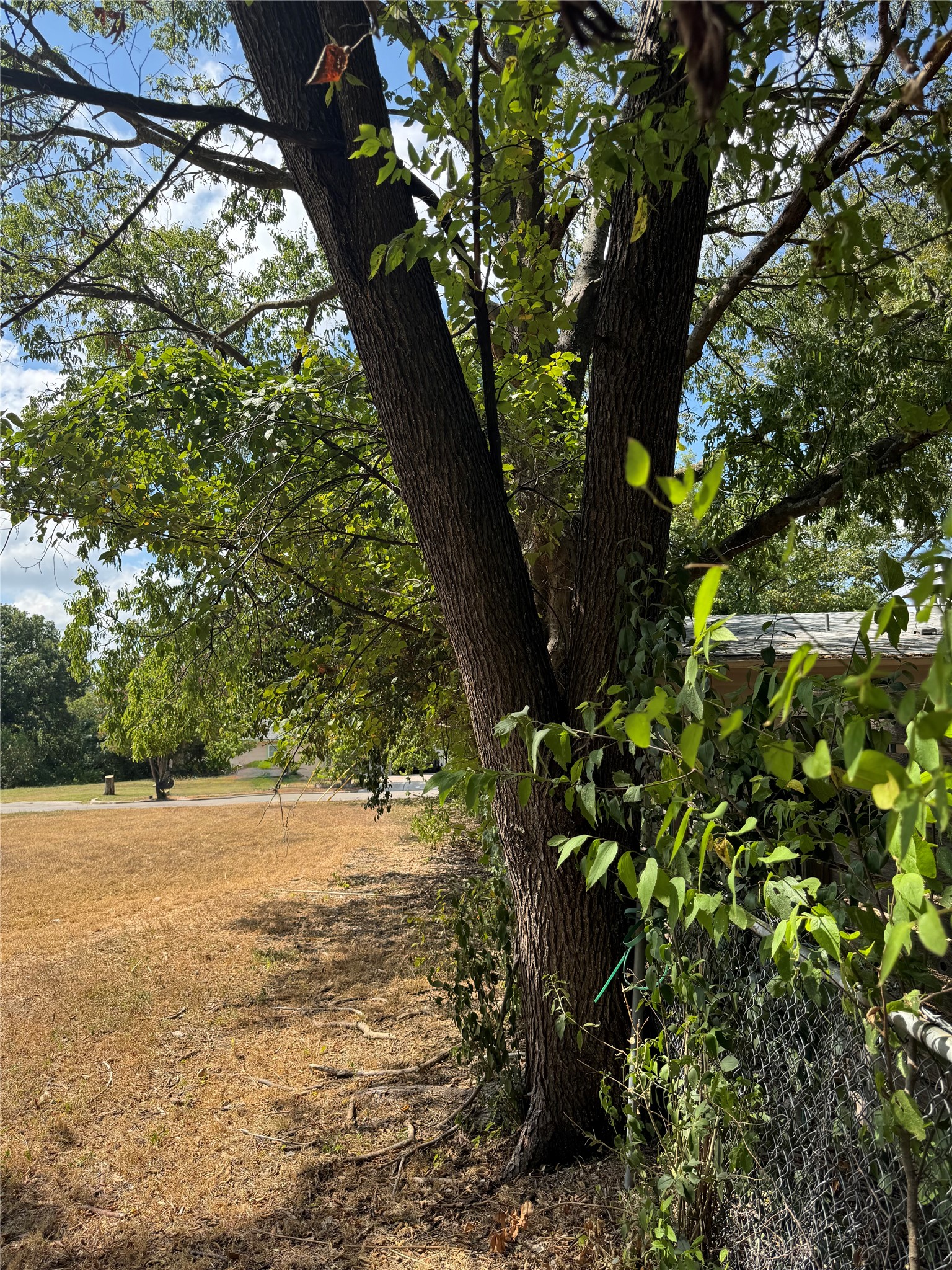 400 West Odell Street Austin, TX 78752 - Photo 5 of 8 Trees hug the lot line