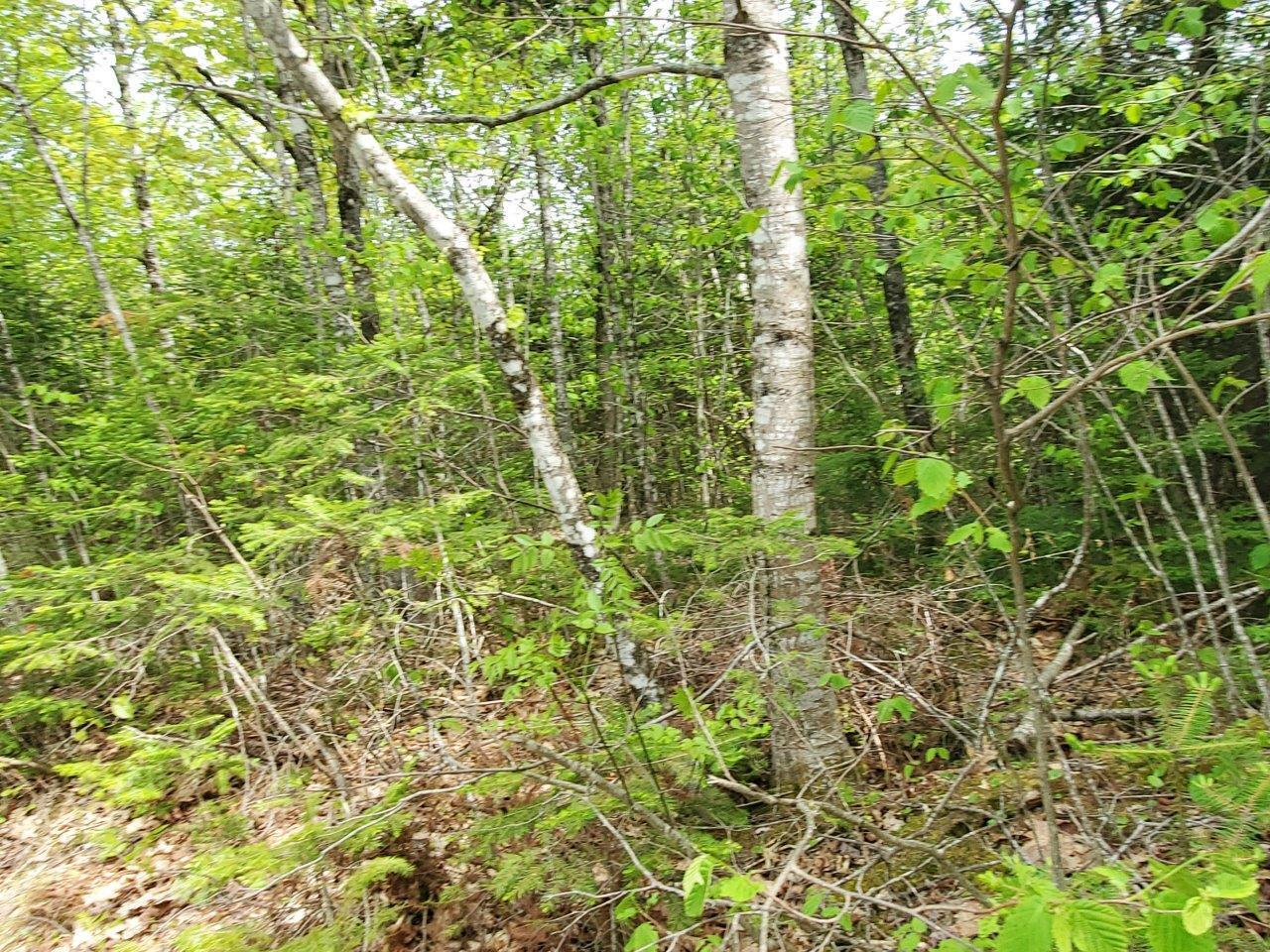 Lot 7 Pleasant Pond Road Milo, ME 04463 - Photo 16 of 32 20260523_144732 adj
