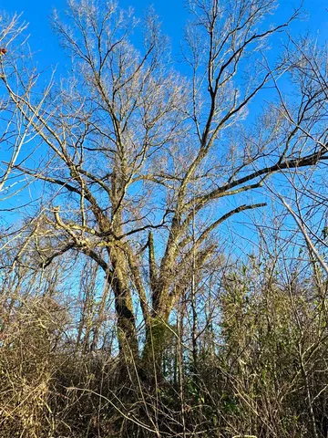 $199,000 | 0 Highway 125 Highway, Toone, TN 38381