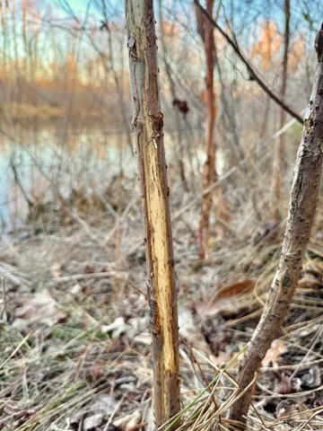 $199,000 | 0 Highway 125 Highway, Toone, TN 38381