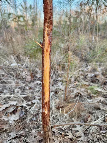 $199,000 | 0 Highway 125 Highway, Toone, TN 38381