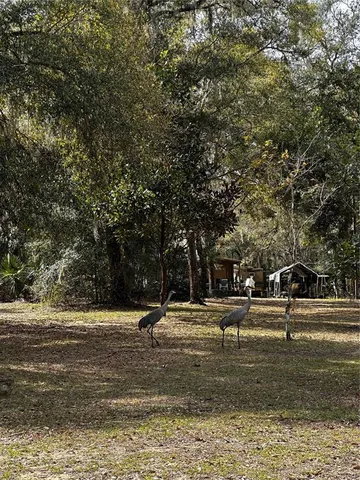 a view of a backyard with large trees