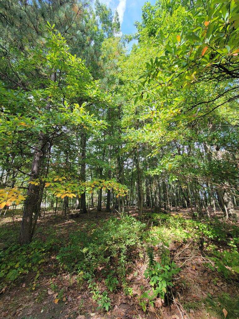 0 Meadow Road Seneca, PA 16346 - Photo 4 of 9 Gallery Image 4