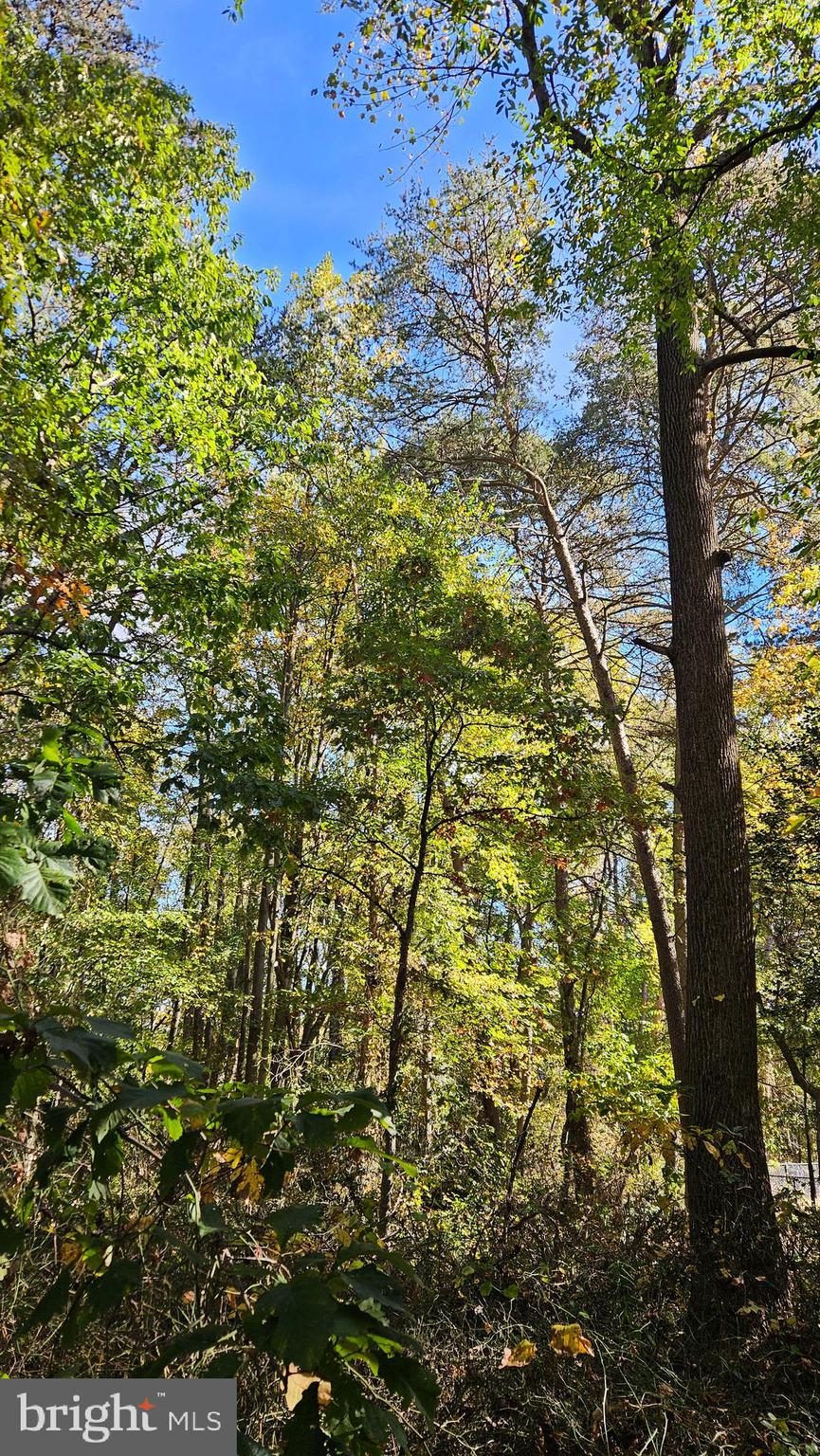 357 Council Oak Drive Severn, MD 21144 - Photo 35 of 37 a view of forest