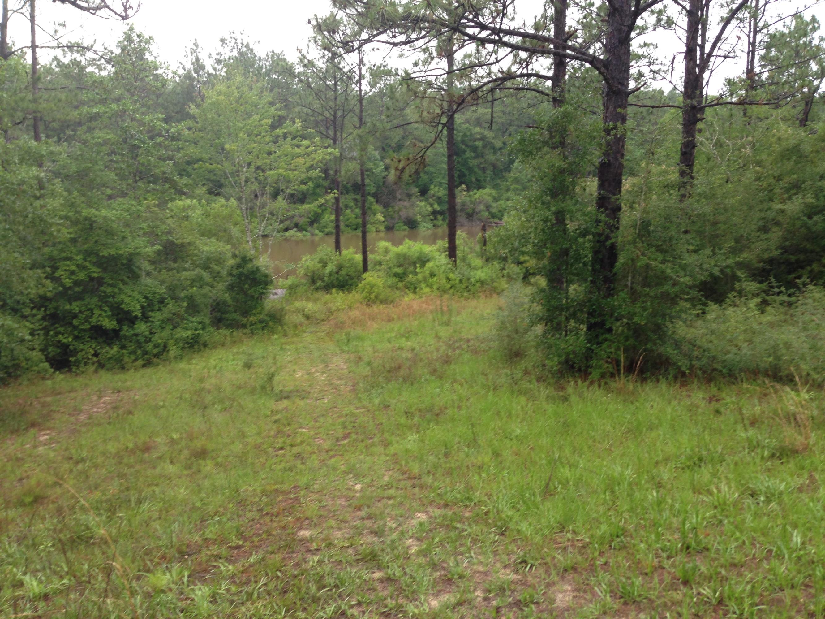 1201 Tallokas Road Crestview, FL 32536 - Photo 29 of 34 a view of a lush green forest with trees in the background