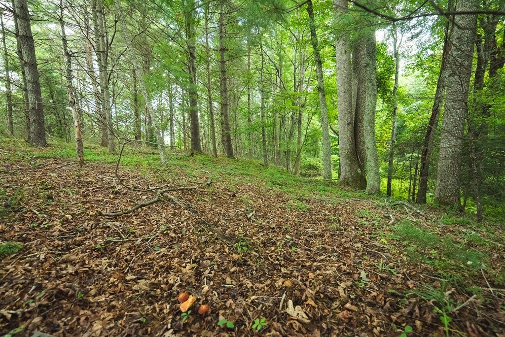 Lot 2 Ridgeview Rd Road Floyd, VA 24091 - Photo 24 of 32 Gallery Image 24