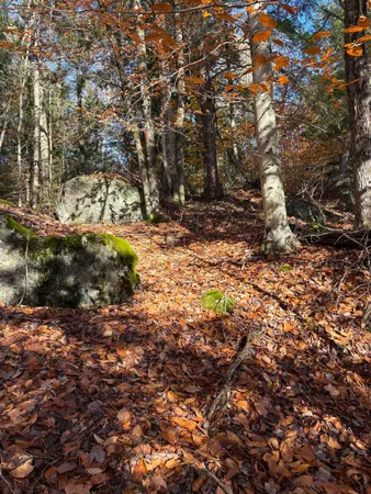 $50,000 | Lot 77-7 East Washington Road, Washington, NH 03280