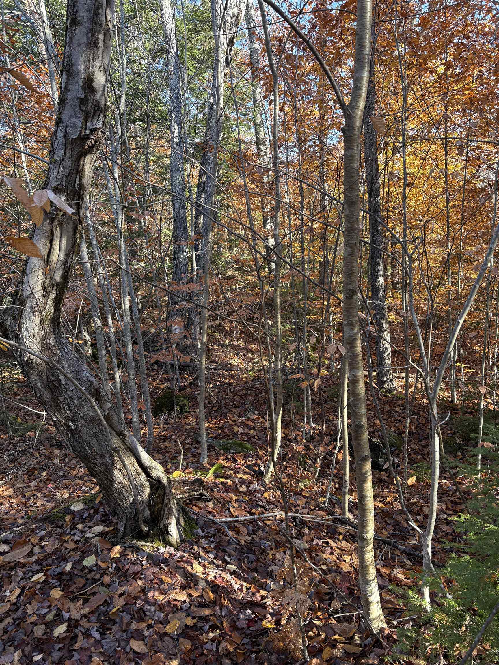 Lot 77-7 East Washington Road Washington, NH 03280 - Photo 3 of 6