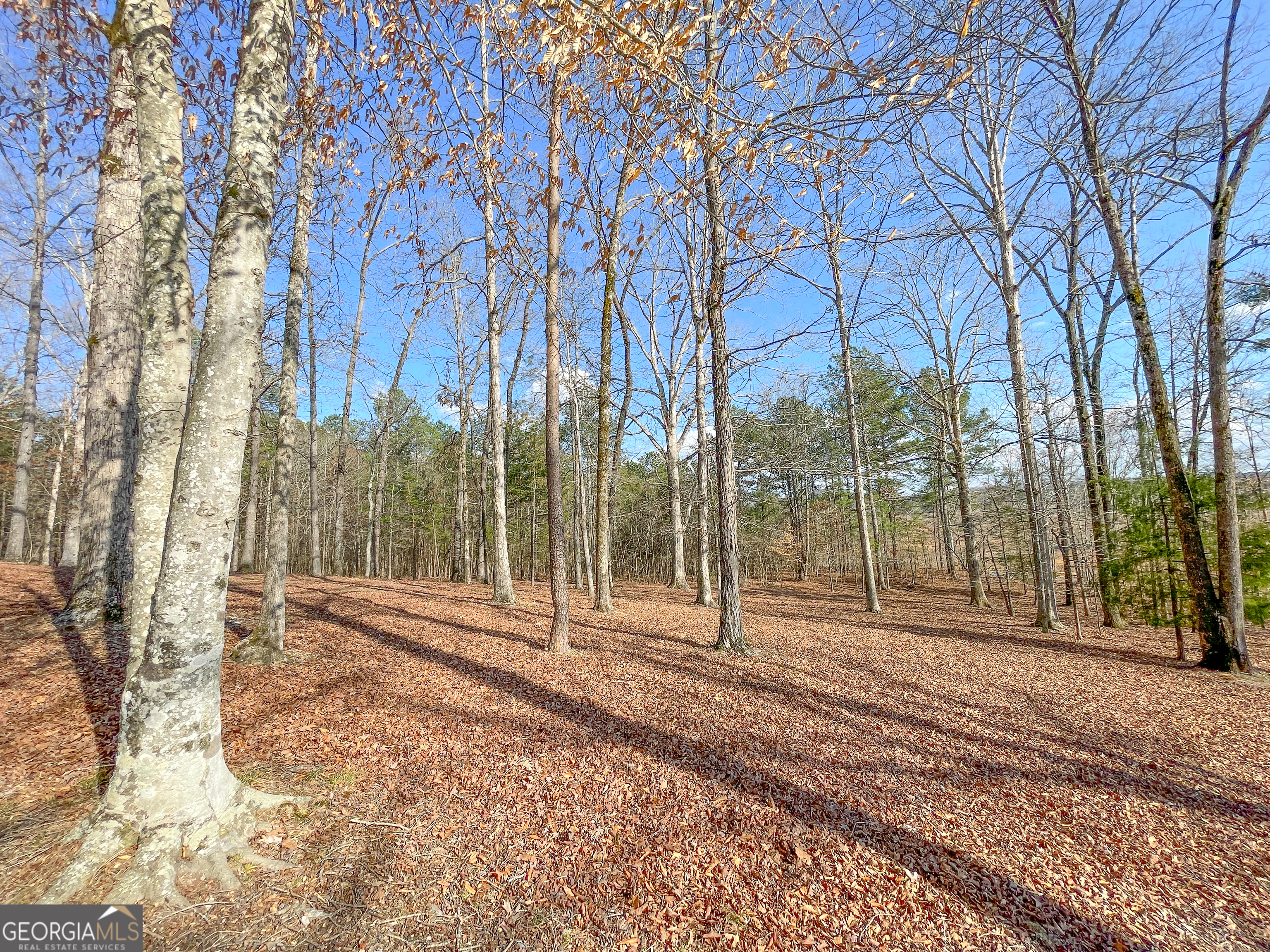 39 Acres On E Teloga Road Summerville, GA 30747 - Photo 35 of 50 a view of outdoor space with trees