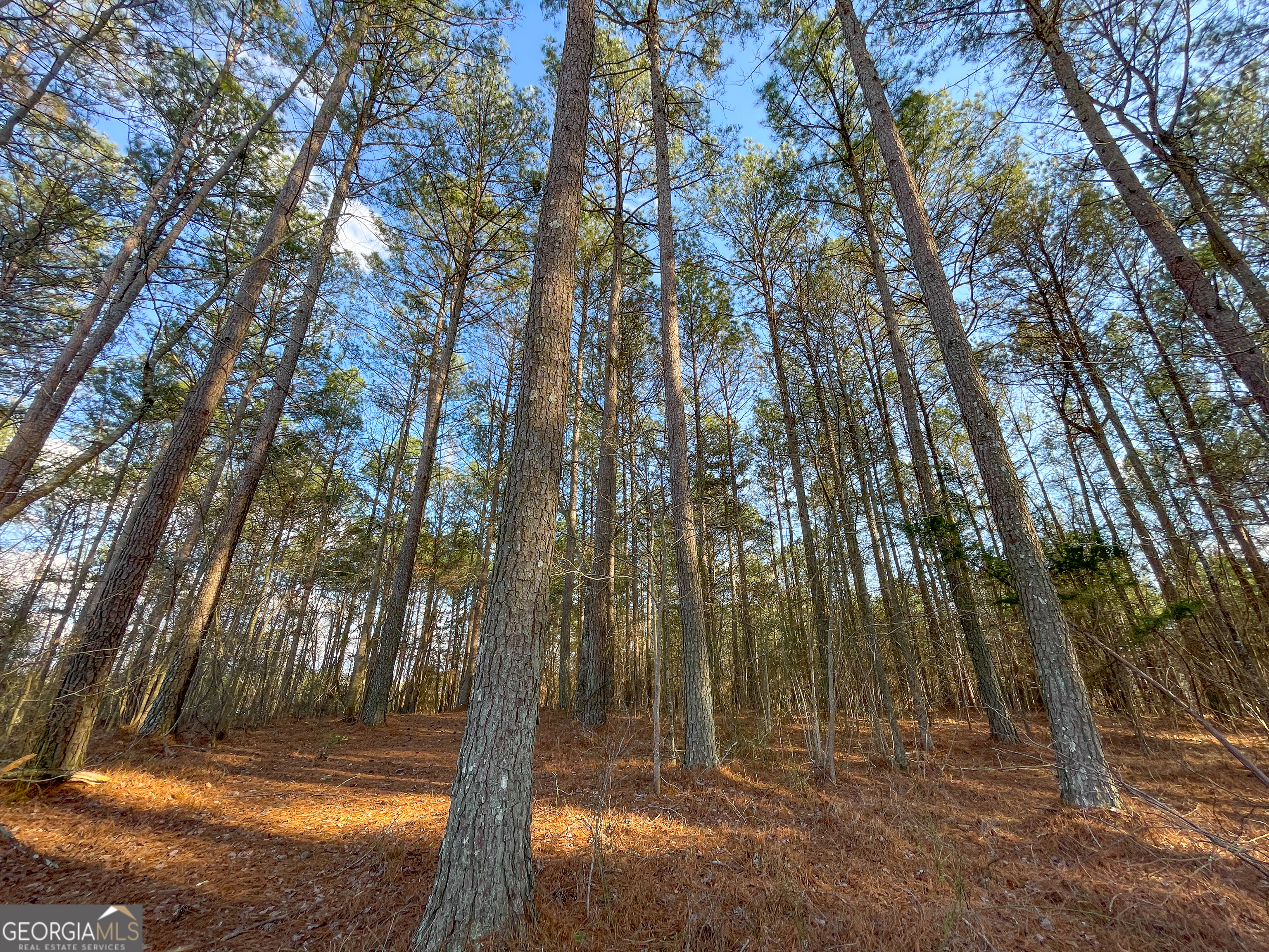 39 Acres On E Teloga Road Summerville, GA 30747 - Photo 39 of 50 a view of backyard space