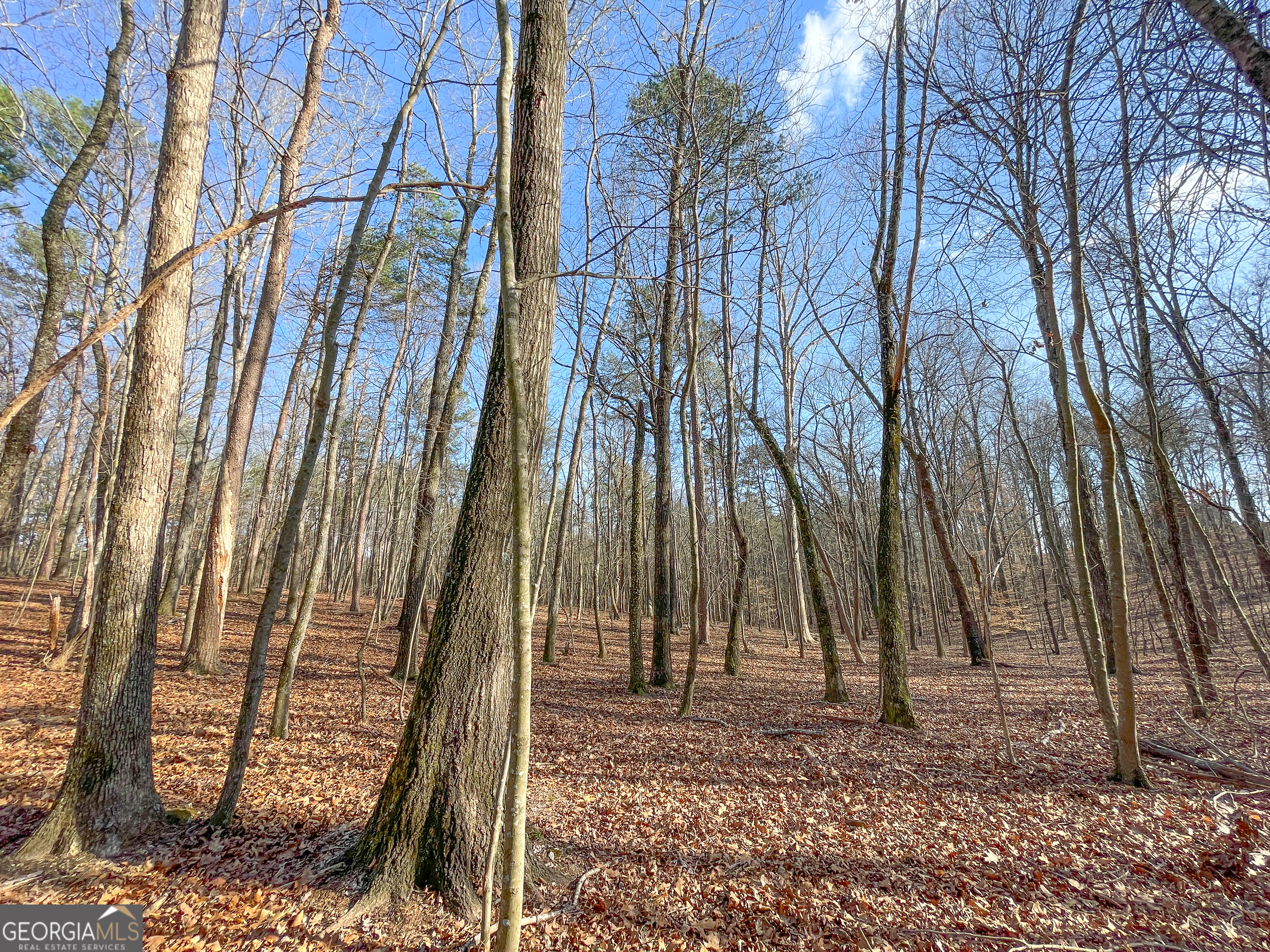 39 Acres On E Teloga Road Summerville, GA 30747 - Photo 43 of 50 a backyard of a house with lots of trees