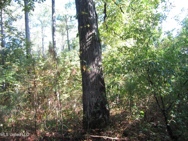 $89,500 | 301 Cr Walnut Ms 38683, Tiplersville, MS 38674