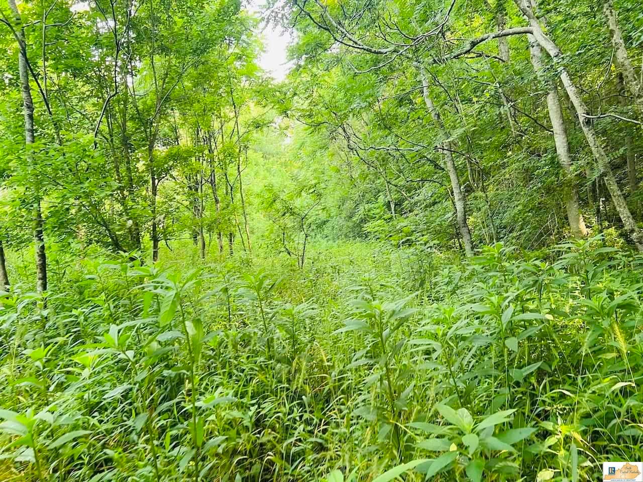 529 Coppage Road Russell Springs, KY 42642 - Photo 51 of 56 Gallery Image 51