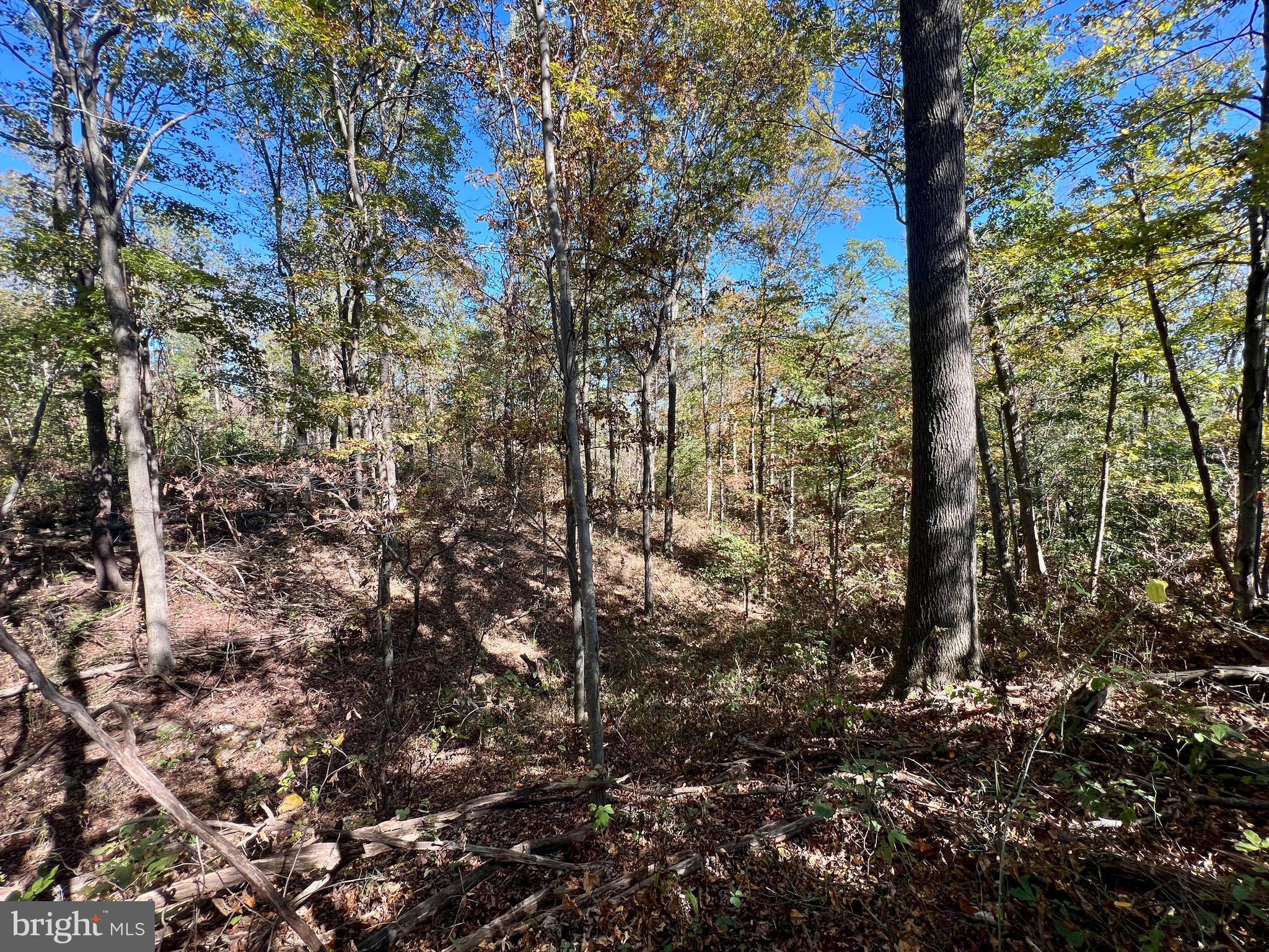 Lot 1 Anderson Road Schellsburg, PA 15559 - Photo 11 of 17 a view of a forest with lots of trees