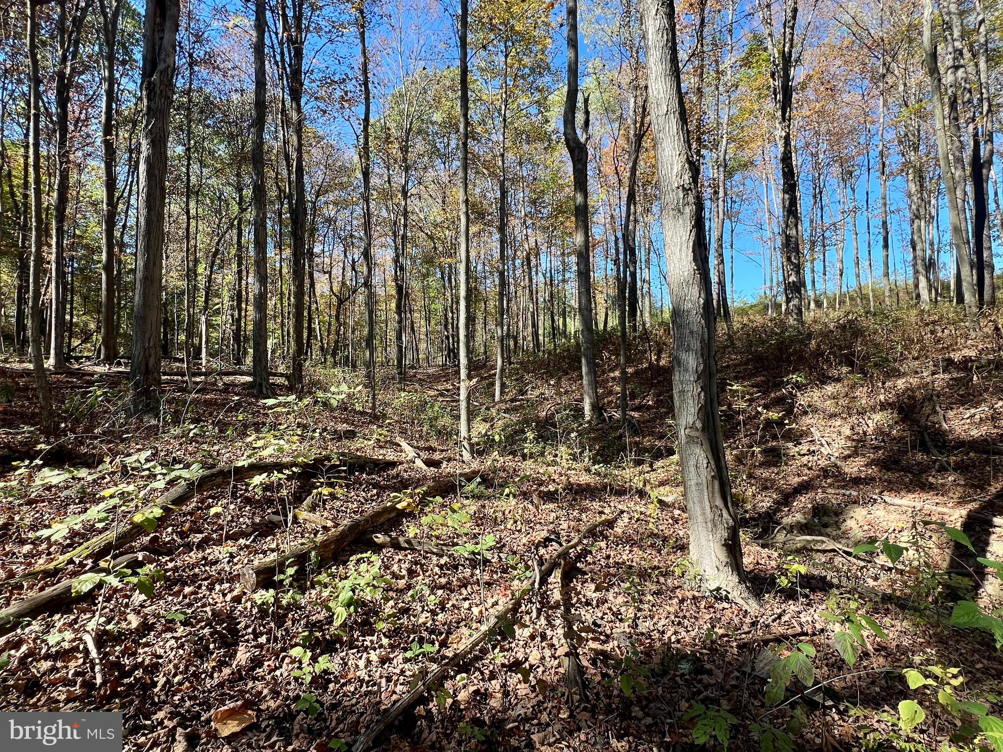Lot 1 Anderson Road Schellsburg, PA 15559 - Photo 4 of 17 a view of outdoor space with trees