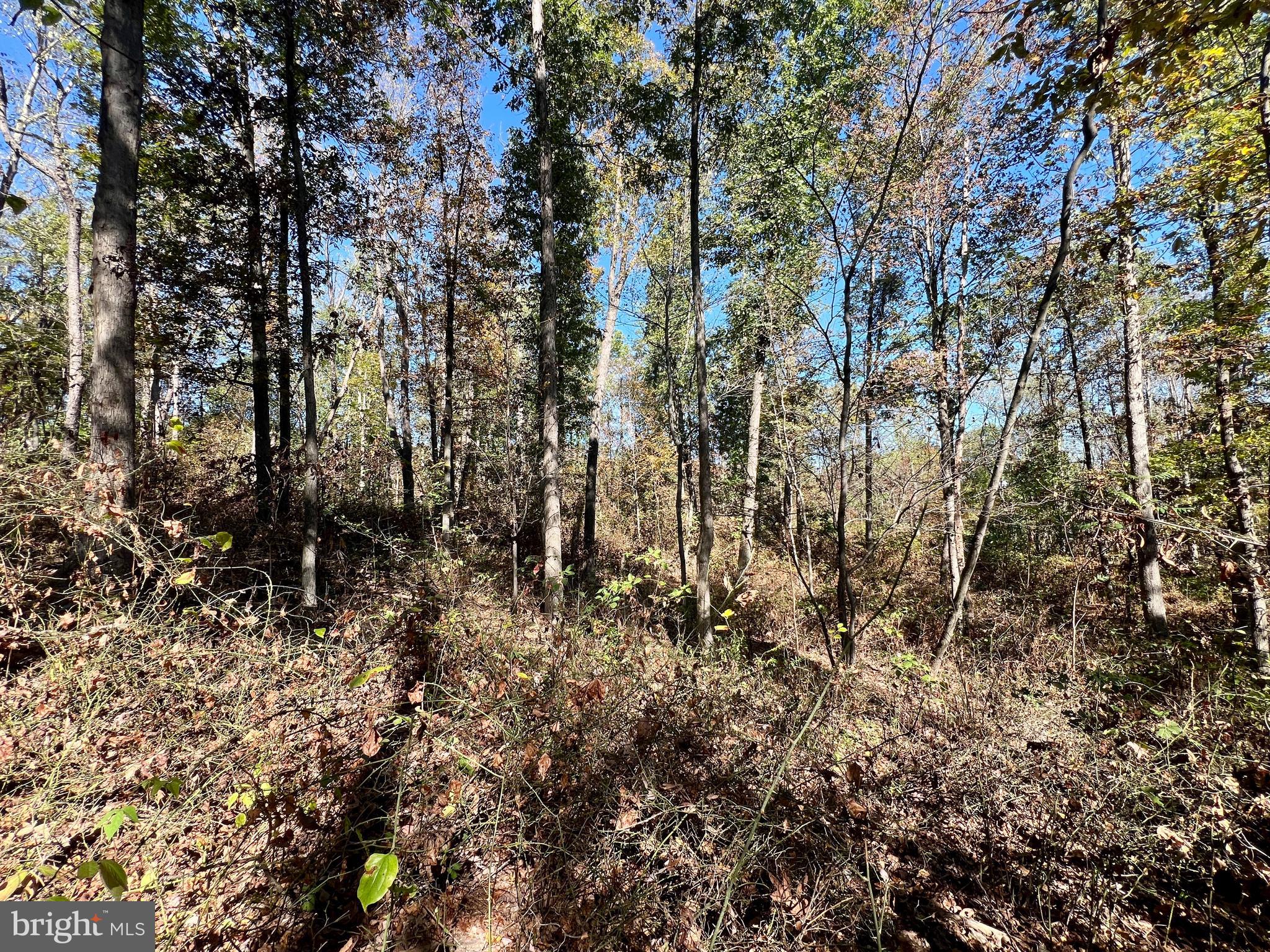 Lot 1 Anderson Road Schellsburg, PA 15559 - Photo 10 of 17 a view of a yard with a tree