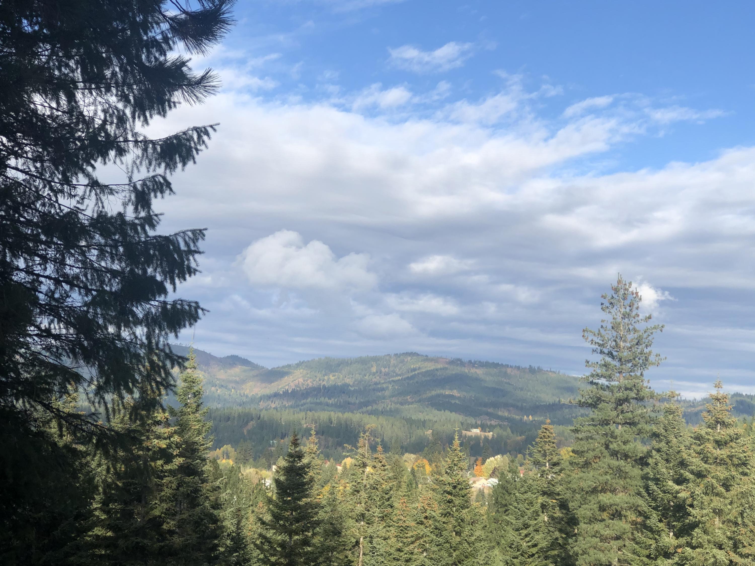 The view