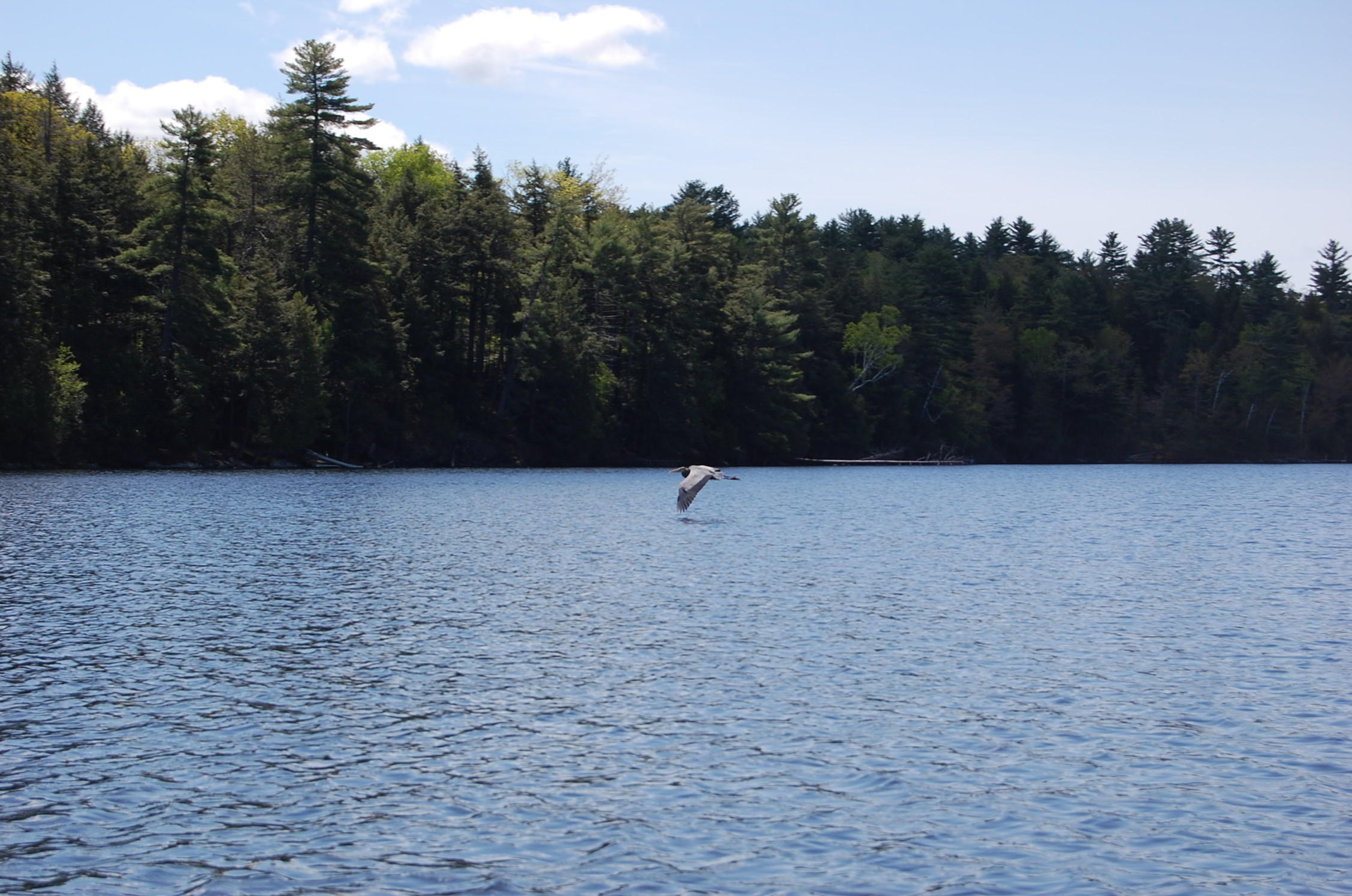 18 North Woods Road Vienna, ME 04360 - Photo 24 of 30 Heron