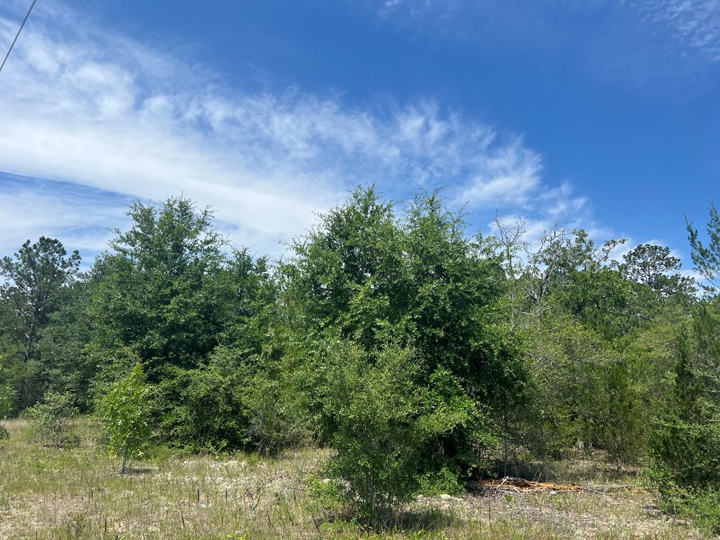 Lot 30 Fairview Road Marianna, FL 32448 - Photo 11 of 30