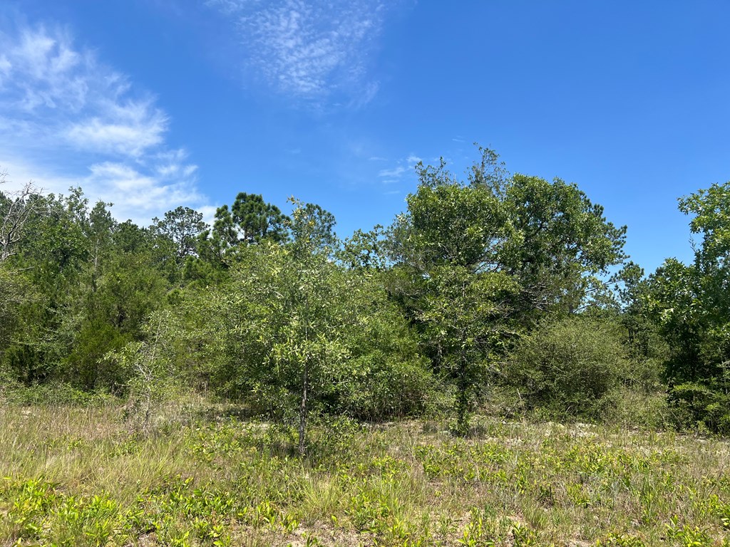 Lot 30 Fairview Road Marianna, FL 32448 - Photo 4 of 30