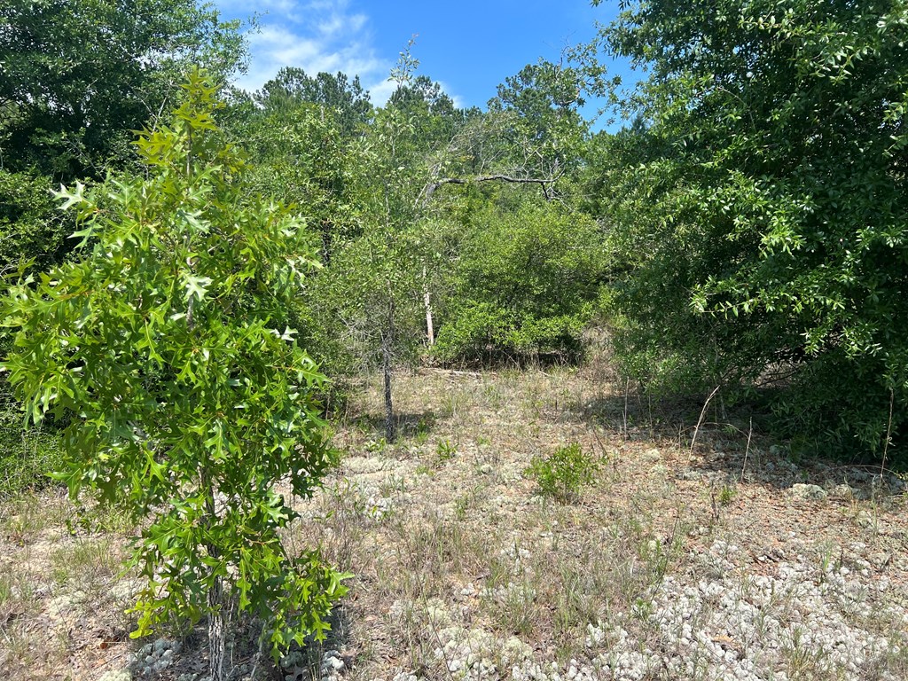 Lot 30 Fairview Road Marianna, FL 32448 - Photo 6 of 30
