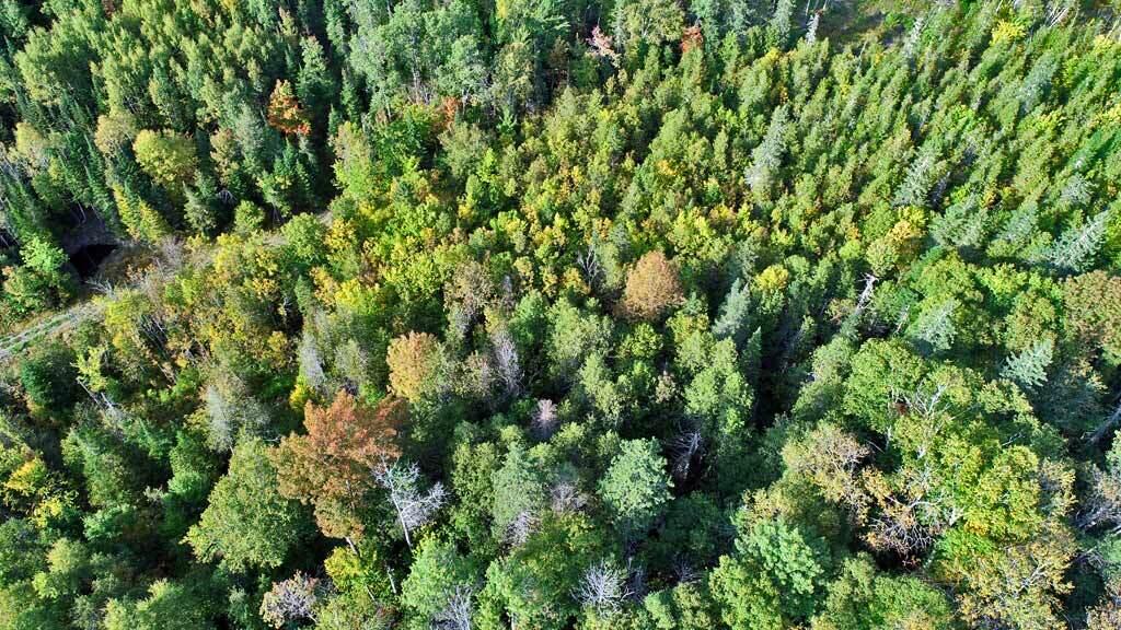 1719 Ludlow Road Houlton, ME 04730 - Photo 44 of 47 mixed-woods-me-land