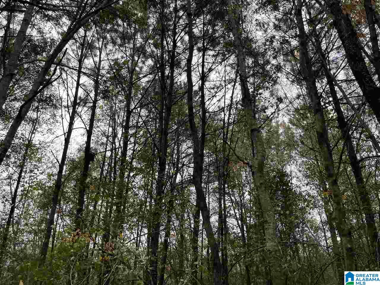 9 Highway 9, Unit 12 Heflin, AL 36264 - Photo 8 of 10
