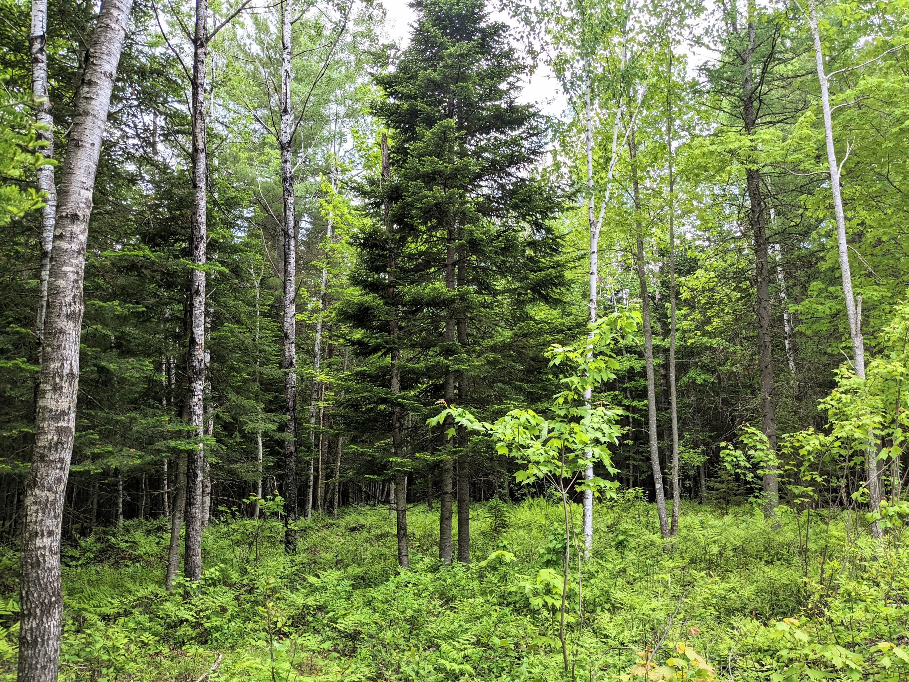 2 Map Road Stratton, ME 04982 - Photo 27 of 29 PXL_20230611_154737206~2