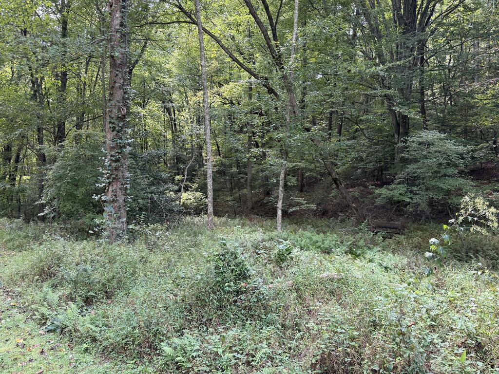 6.13-ac Lucius Road Blue Ridge, GA 30513 - Photo 10 of 21 Gallery Image 10