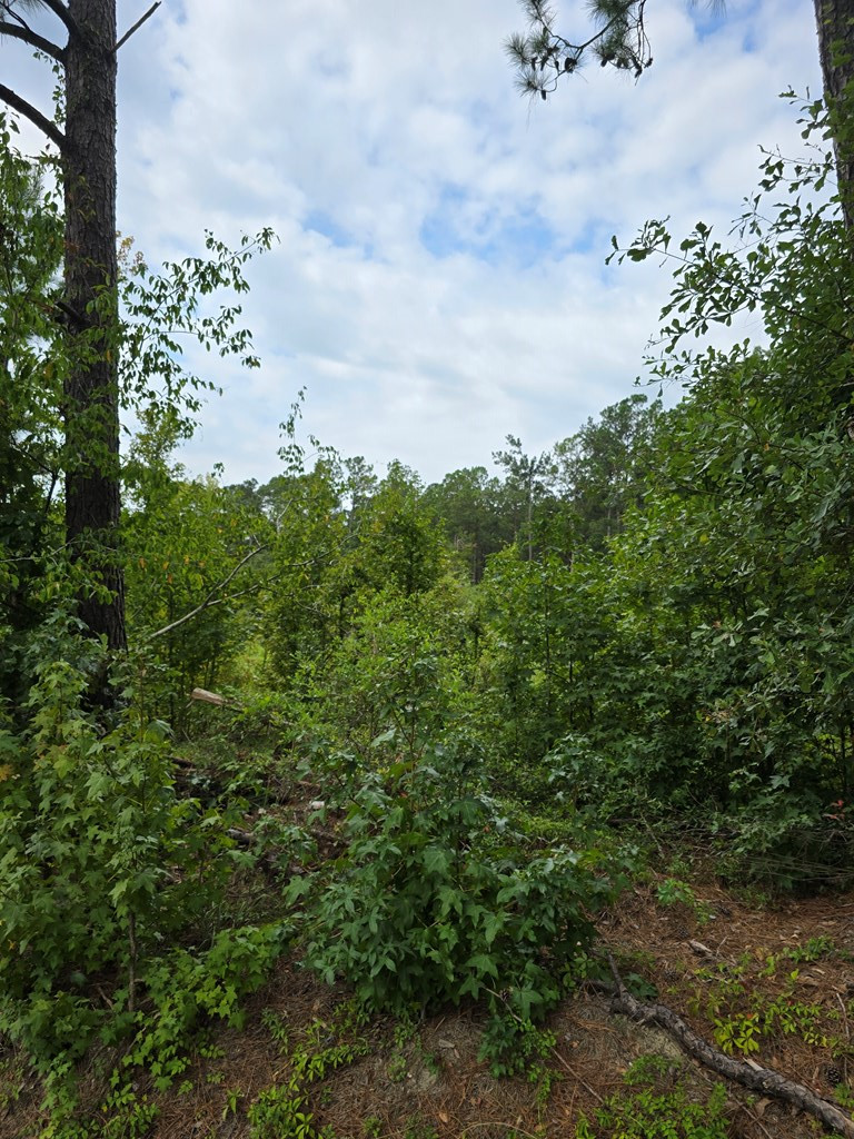Tbd Central School Road Rembert, SC 29128 - Photo 2 of 4