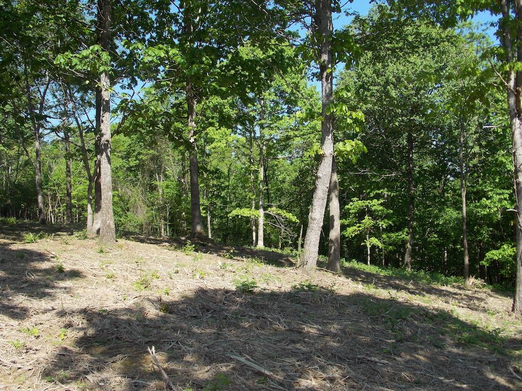 0 Pine Tree Drive Decaturville, TN 38329 - Photo 20 of 24 Gallery Image 20