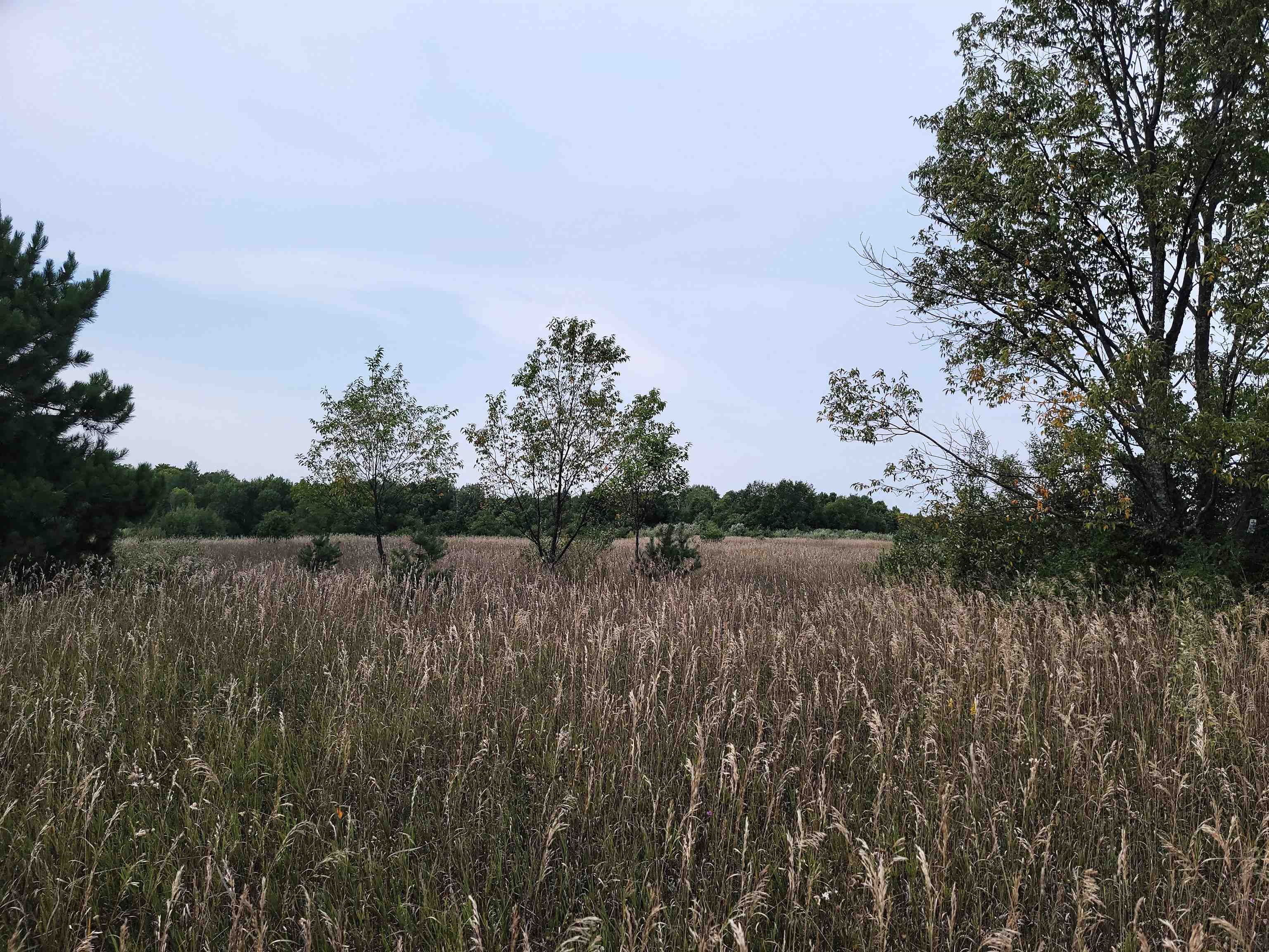 0 Plum Valley Road Northwest Alden, MI 49612 - Photo 7 of 18