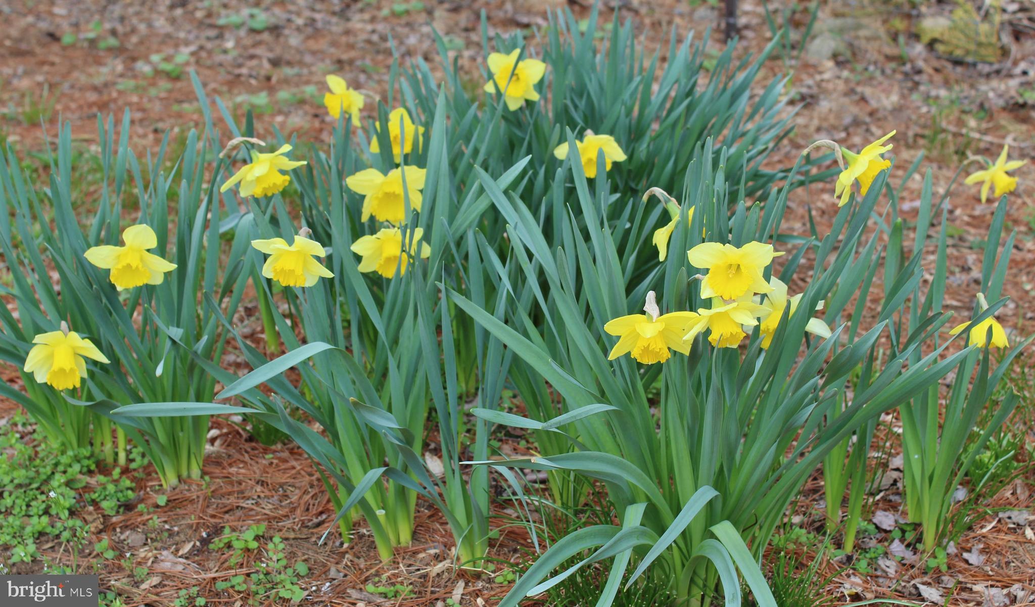 10166 Conde Road Marshall, VA 20115 - Photo 52 of 63 Hundreds of spring flowers in the yard.