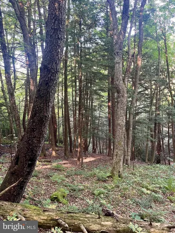 a view of a tree in a yard