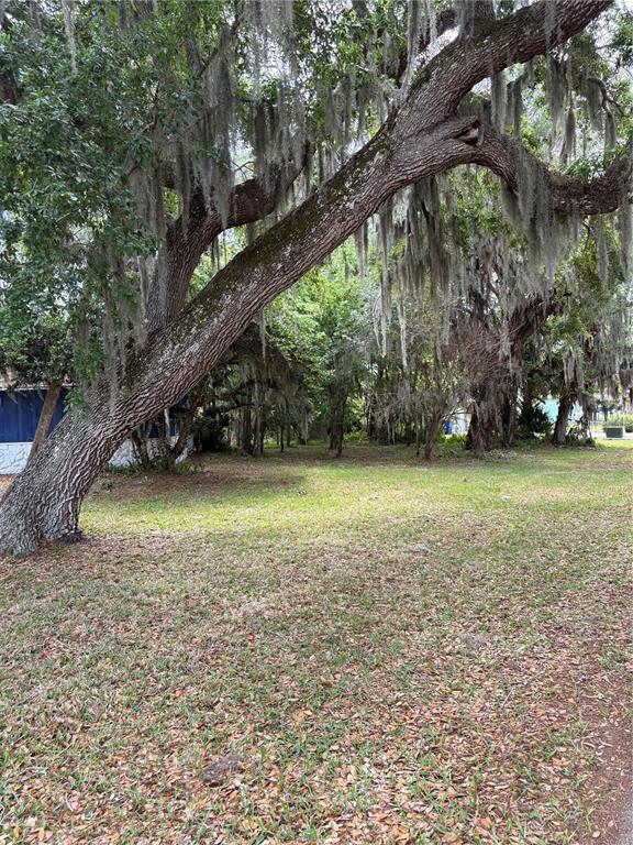 2203 Lime Tree Drive Edgewater, FL 32141 - Photo 9 of 10 a view of a yard with a tree
