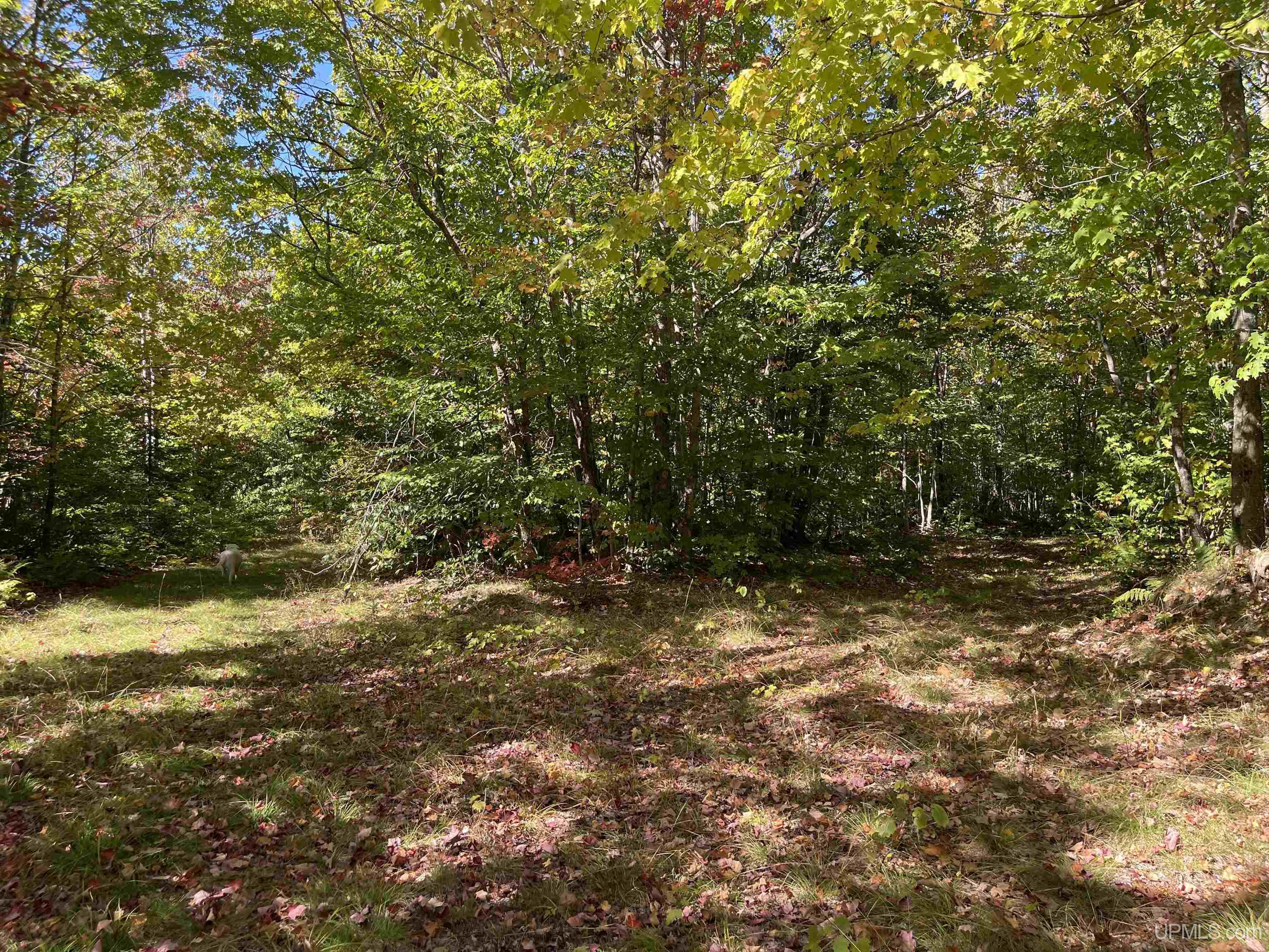 40 Acres Off H-58 Road Grand Marais, MI 49839 - Photo 4 of 21 Gallery Image 4