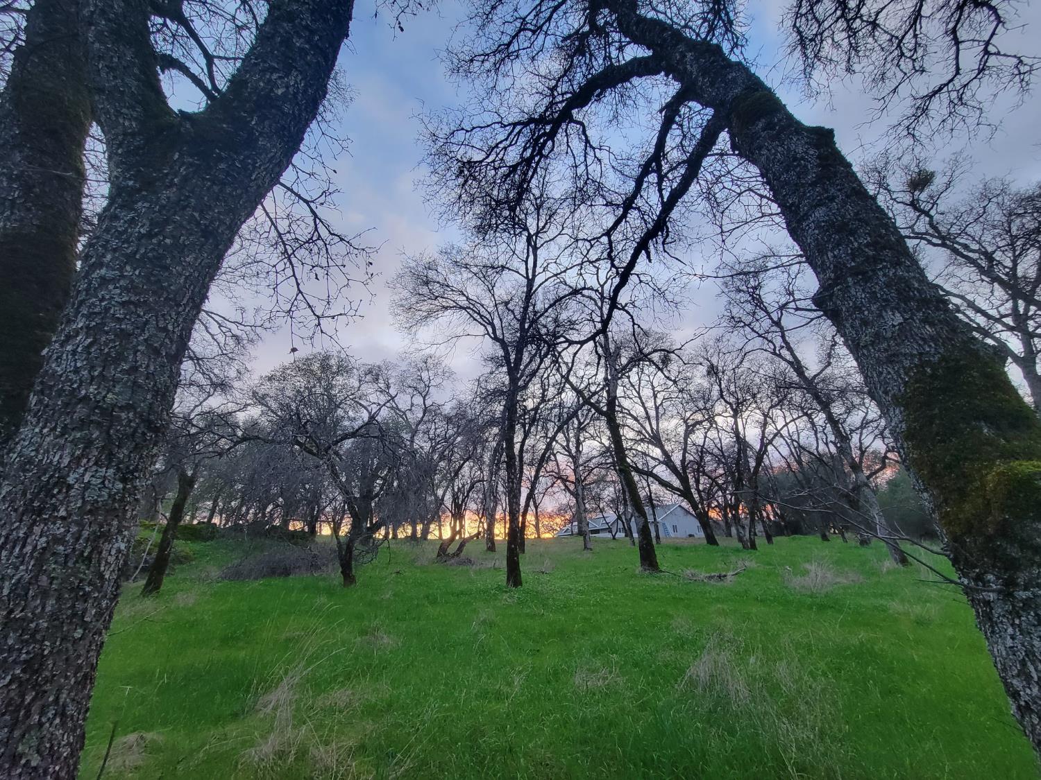 19838 Perimeter Road Grass Valley, CA 95949 - Photo 7 of 30 a view of backyard with green space