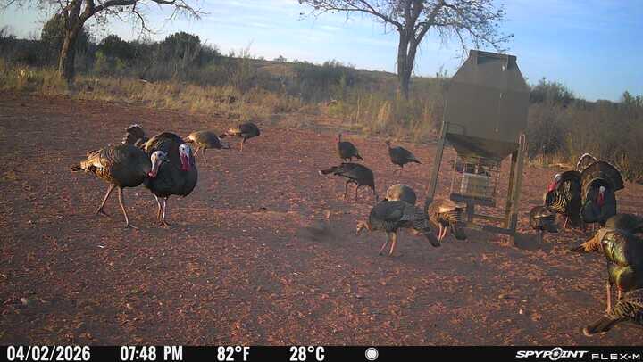 Rattlesnake Creek Ranch Rattlesnake Creek Ranch Post, TX 79356 - Photo 53 of 54 IMG_9308